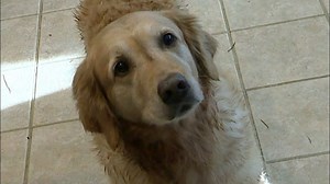 Family Pet ‘Buttercup’ OK After Dip in Icy Pond