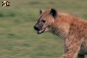 850K views · 21K reactions | Rivals Of The Serengeti - [ हिन्दी डाक्यूमेंट्री ] Part 3 , #nature #animals #documentary #discovery #wildworlddocumentary | Wild World | Facebook