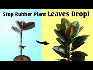 Stop Rubber Plant Leaves Falling Off - Rubber Plant Care Tips Indoors