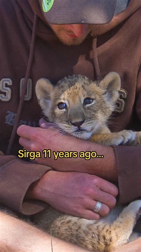 A lion’s affection isn’t always gentle, but it’s full of love. The tackle looks worse than it is—and after 11 years together, I’ve learned to grow into it. Strong love, loyal heart, unforgettable bond. 🐾👣 | Sirgathelioness