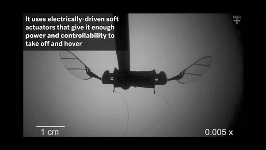 哈佛大学最新微型飞行机器人RoboBee