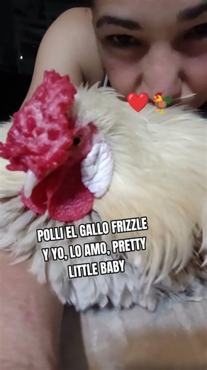 Polli el Gallo Frizzle y Yo, lo Amo, Pretty Little Baby #polli #rooster #frizzle #chicken #pets