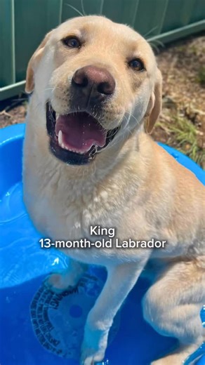  Meet King, a 13-month-old Labrador with a heart of gold. He’s a sweet, goofy boy who loves being close to his people and settles beautifully once he feels at home. Walks, cuddles and being part of daily life make him happiest.  Animal Adoption Agency, Llandilo  02 4777 4746 or visit the link in our bio to meet King. #adoptme #AdoptDontShop #AnimalAdoptionAgency #Labrador #RescueDog #LookingForHome | Animal Adoption Agency | Facebook