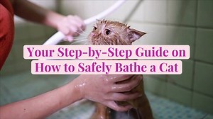 Your Step-by-Step Guide on How to Safely Bathe a Cat
