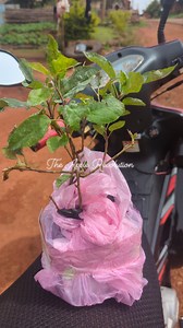 Kennedy Fai on Reels | Facebook