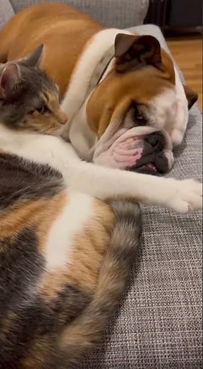 He Just Went Awoo After That Slap Watch This Funny Moment #cat #cats #funny