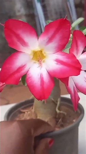 From Seeds to Strong Plants! Growing Thick Desert Rose Seedlings 🌱💪 #Adenium #GardeningTips