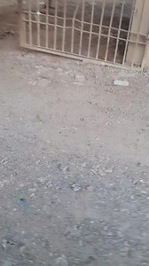 2.6K views · 93 reactions | اسٹوڈنٹ کو دی جانے والی باہر کی کلاس،...