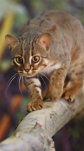 Kuda, The Rusty-Spotted Cat!