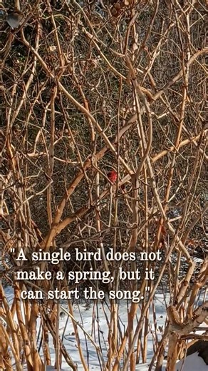 winter forest birds call to spring 🌱