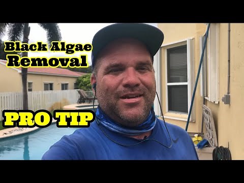 Black Algae Removal Process. Pro Tips!!