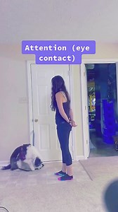 5K views · 23 reactions | Unlock Your Dog’s Genius! Smart, fun training that builds obedience & bonds. Learn More : https://en-braintrainingfordog.com/ | We Dog Trainer | Facebook