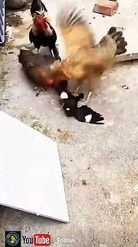 Hen Fight with Bold Black Bird – Who Will Win the Showdown? #shorts