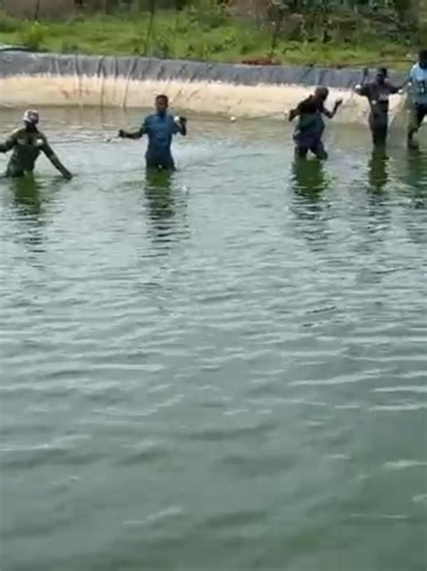 Essential Guide to Harvesting Tilapia Fish