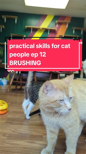 how to brush your cat proper style wow so handsome everyone tell Garf what a good boy he is #cats #howto #cathacks #catrescue