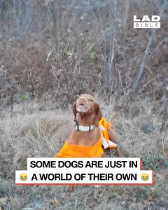 76K views · 766 reactions | Why are dogs such loveable weirdos  ❤️ | Do It Yourself | Facebook