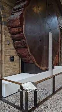 Have you seen the giant sequoia at the Natural History Museum? #NHM #Giant #Tree