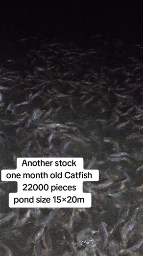 Fish farming in uganda catfish farming #viralvideo #reels #trending #viral #kaiffa #farming #video #uganda #foryoupage #trendingvideo #creatorsearchinsights #capcut #foryoupage