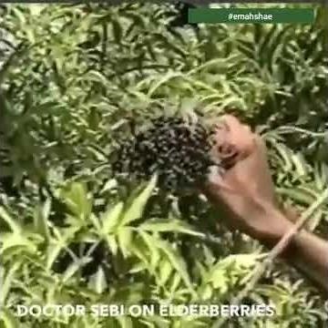Dr. Sebi on Elderberries