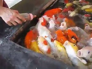 Fish feeding | Oddball Animals