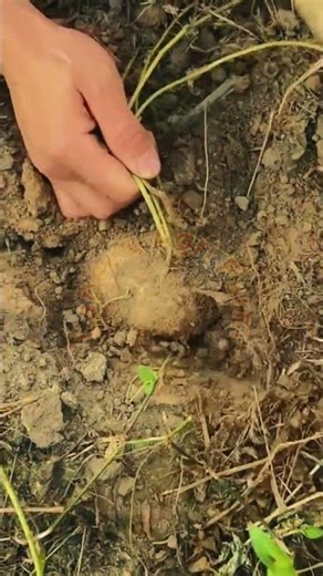 Digging Out Healthy Root Crops with Hand Tool #LabeeqaAgriFarm #RootVegetables #Harvesting