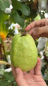 Harvesting And Slicing This Fresh Orchard Guava Right Now