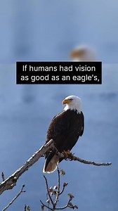 Eagle’s vision. | Science & Astronomy