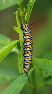 WOW! Super caterpillars?! 🐛✨ You may have heard that the monarch butterfly migrates north from Mexico each spring and travels back in the fall. But unlike migrating birds, who migrate north to breed then return to their wintering grounds (if all goes well over the summer), monarchs migrate via generations. No single butterfly completes the full north-to-south migration… but their great, great grandchildren will complete the cycle for them. The generation of caterpillars that you may be observin