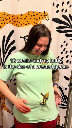 12 weeks and the size a crested gecko. Did you know crested geckos don’t grow their tails back?