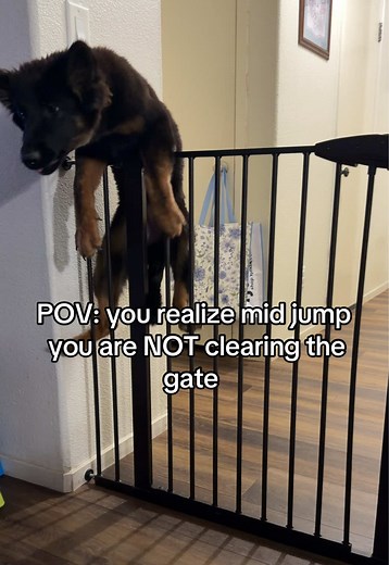 German Shepherd Puppy Fails Gate Jump — Safe and Okay
