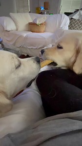 PollyPops stands up for herself. Finally. 🤓😝 Polly the Pissed. | Along Came Polly, Rosie and Bubba