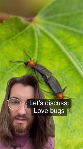 Landon Bryant on Instagram: "Get ready for love bug season! ❤️🐞 Learn all about these pesky critters and their invasions in the South. #LoveBugs #BugInvasions #SouthLife #PestControl #NatureFacts #InsectsOfInstagram #SouthernLiving #BugSeason”"