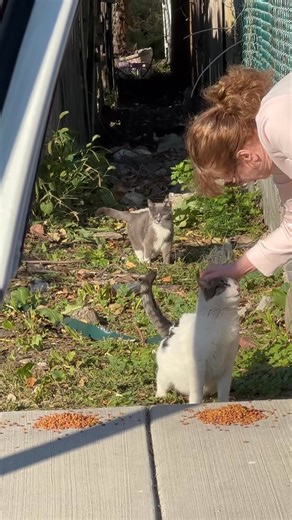 When it’s time to eat in Camden…and your reward for allowing some pets…is a bit more kibble added to your pile…even though from the looks of it…you could stand to be eating a bit less…because you’re spayed and not pregnant…you’re just pleasantly plump! 😺💕🐈🍱😻❤️ | Cindy’s Camden Cats
