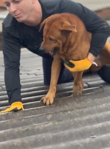 10M views · 10K reactions | O telhado quebrou e por isso outro foi salvo! Por causa desse anjo, que me deu uma mordida na cabeça, consegui ver pelo telhado quebrado uma respiração de outro que estava dentro de uma casa respirando. Sobrevivendo em um colchão boiando. Não sabia que era um colchão e desci, mas era um pé direito mto alto e iríamos afundar os dois… contarei assim que puder, mas está salvo. E eu tb porque Deus assim quis! | Célio Studart | Facebook