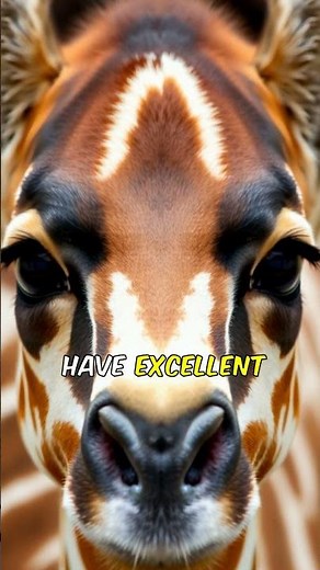 Hidden Wonders of the Okapi: Nature's Secret! #okapi #animalfacts #animallover