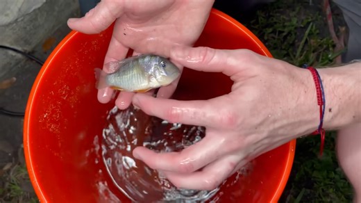 They thought it was just another sewer until they found these rare fish