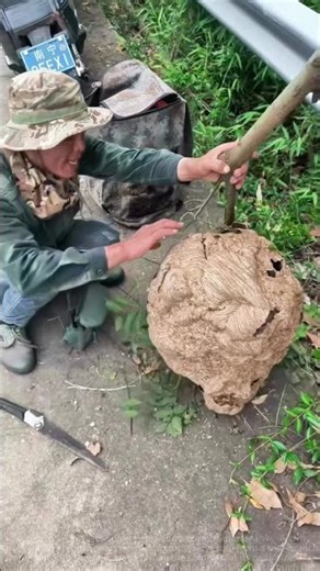 Harvesting Wild Hornets: The Art of Gentle Sawing