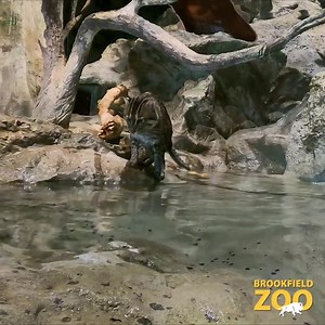 Have you ever seen a fishing cat fish before? Get an up-close look at Bali Ha'i and his minnow feed enrichment! Having the opportunity to explore these natural behaviors helps keep our fishing cat active and spry 🐟🐱 #FishingCat #Caturday | Brookfield Zoo Chicago