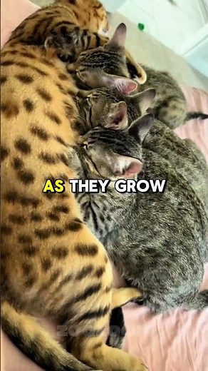 Why Do Cats Knead with Their Paws? 🐾 (It’s Not Just Cute!)