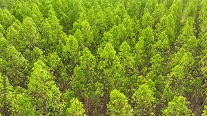 A symphony of vibrant green hues, the dense eucalyptus plantation boasts regimented rows, a testament to its commercial prowess and aromatic allure.