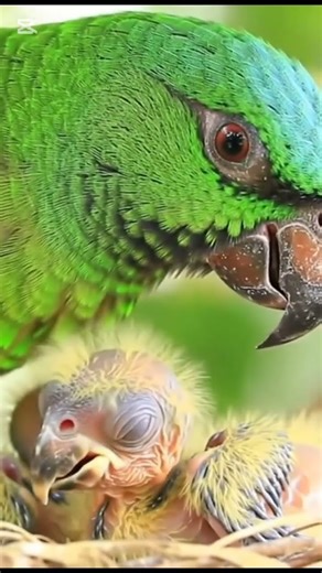 A parrot lovingly cuddling its two adorable chicks in the nest#shortvideo #parrot #wildlife #viral