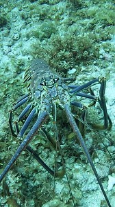 Giant Lobster Fail | Ryan Myers