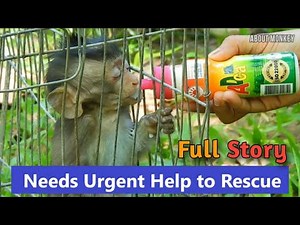 Breaking Heart! Need Urgent Help to Rescue Baby Monkey Ale to Vet Cuz Got Serious Injured of His Arm