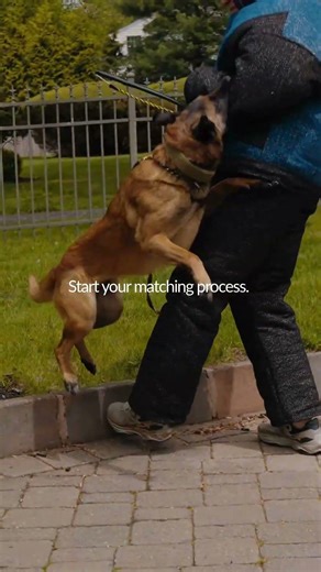 Start your matching process at www.protectionsk9.com ❤️
