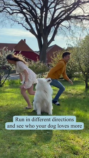 wanderlust_samoyed on TikTok