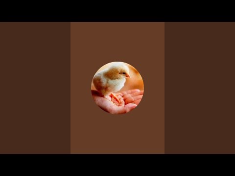 Hen Hatching Eggs Live | Baby Chicks Born | Real Time Incubation LIVE