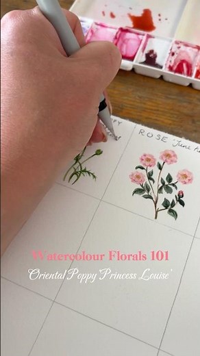 Watercolour florals 101: oriental poppy ‘Princess Louise’ 💐