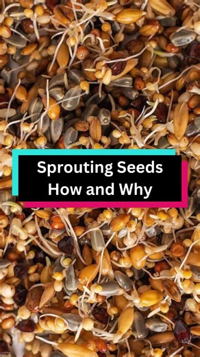 Unlock Parrot Nutrition with Home Sprouted Seeds