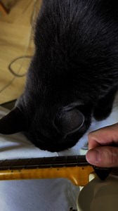 As many have said, this appears to be a catocaster | Jack Moore