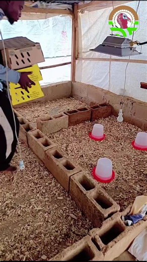 Essential Turkey Farming Tips for Successful Brooding